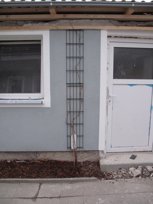 Garage: Rankhilfe für die Weinrebe