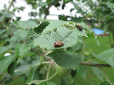 Marienkäfer